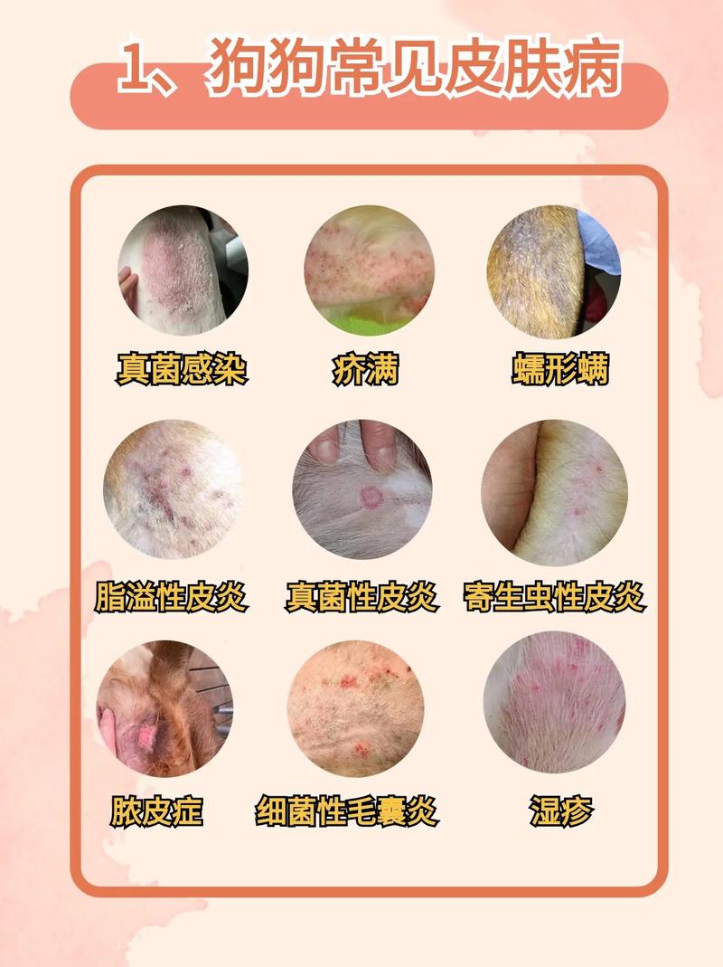 狗狗得了皮炎怎么办_如果狗狗长了皮炎那该怎么处理-第5张图片-后鲨宠物 狗狗得了皮炎怎么办_如果狗狗长了皮炎那该怎么处理-第5张图片-后鲨宠物