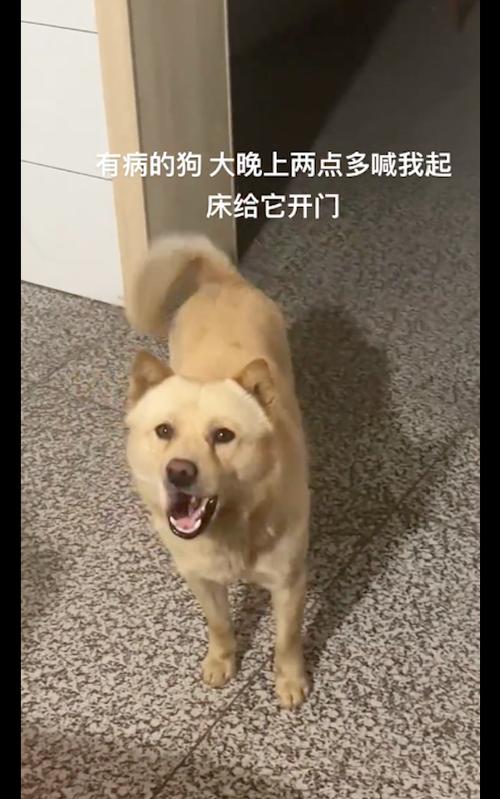 狗狗出去叫不回来怎么办_狗跑出去叫不回来-第2张图片-后鲨宠物 狗狗出去叫不回来怎么办_狗跑出去叫不回来-第2张图片-后鲨宠物