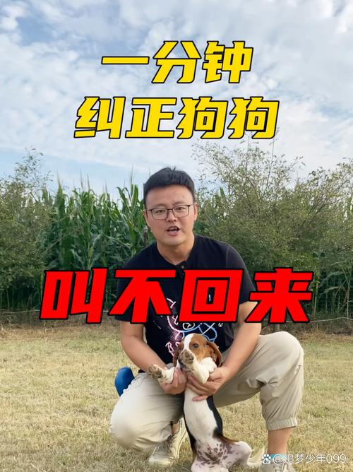 狗狗出去叫不回来怎么办_狗跑出去叫不回来-第3张图片-后鲨宠物 狗狗出去叫不回来怎么办_狗跑出去叫不回来-第3张图片-后鲨宠物