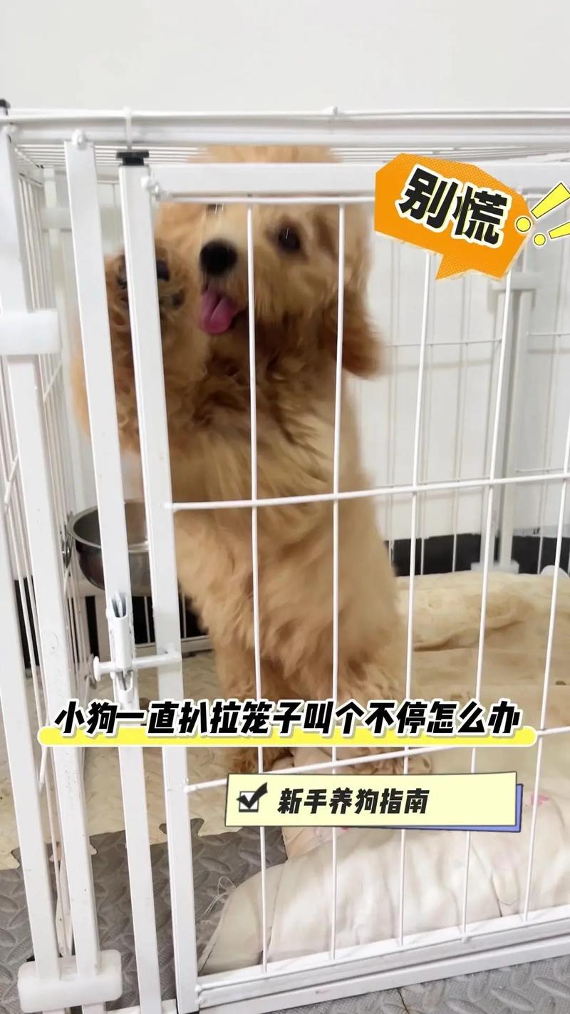 狗狗出去叫不回来怎么办_狗跑出去叫不回来-第5张图片-后鲨宠物 狗狗出去叫不回来怎么办_狗跑出去叫不回来-第5张图片-后鲨宠物