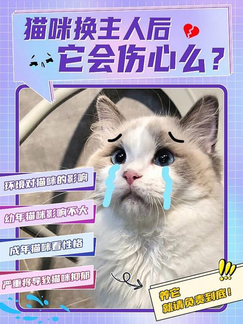 猫咪换主人会难过吗,猫换主人会亲近新主人吗?-第1张图片-后鲨宠物 猫咪换主人会难过吗,猫换主人会亲近新主人吗?-第1张图片-后鲨宠物