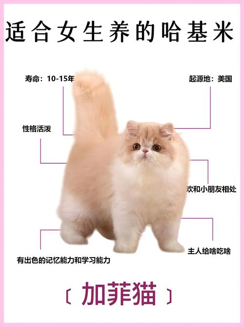 猫咪换主人会难过吗,猫换主人会亲近新主人吗?-第5张图片-后鲨宠物 猫咪换主人会难过吗,猫换主人会亲近新主人吗?-第5张图片-后鲨宠物