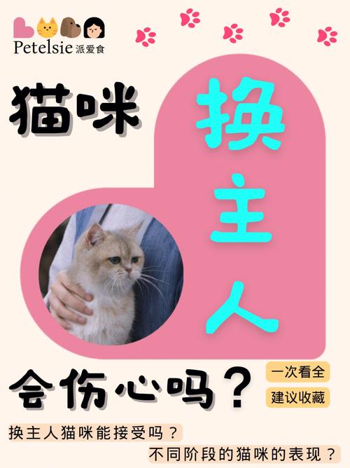 猫咪换主人会难过吗,猫换主人会亲近新主人吗?-第6张图片-后鲨宠物 猫咪换主人会难过吗,猫换主人会亲近新主人吗?-第6张图片-后鲨宠物