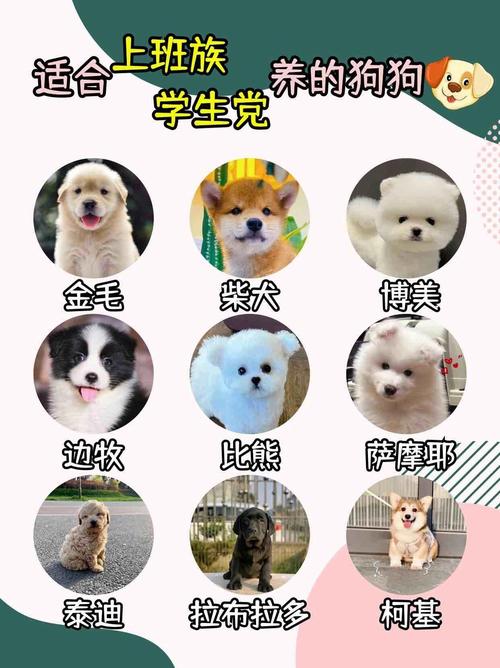 哪种狗狗最温顺,哪种狗狗最温顺最聪明好养小型犬?-第1张图片-后鲨宠物 哪种狗狗最温顺,哪种狗狗最温顺最聪明好养小型犬?-第1张图片-后鲨宠物