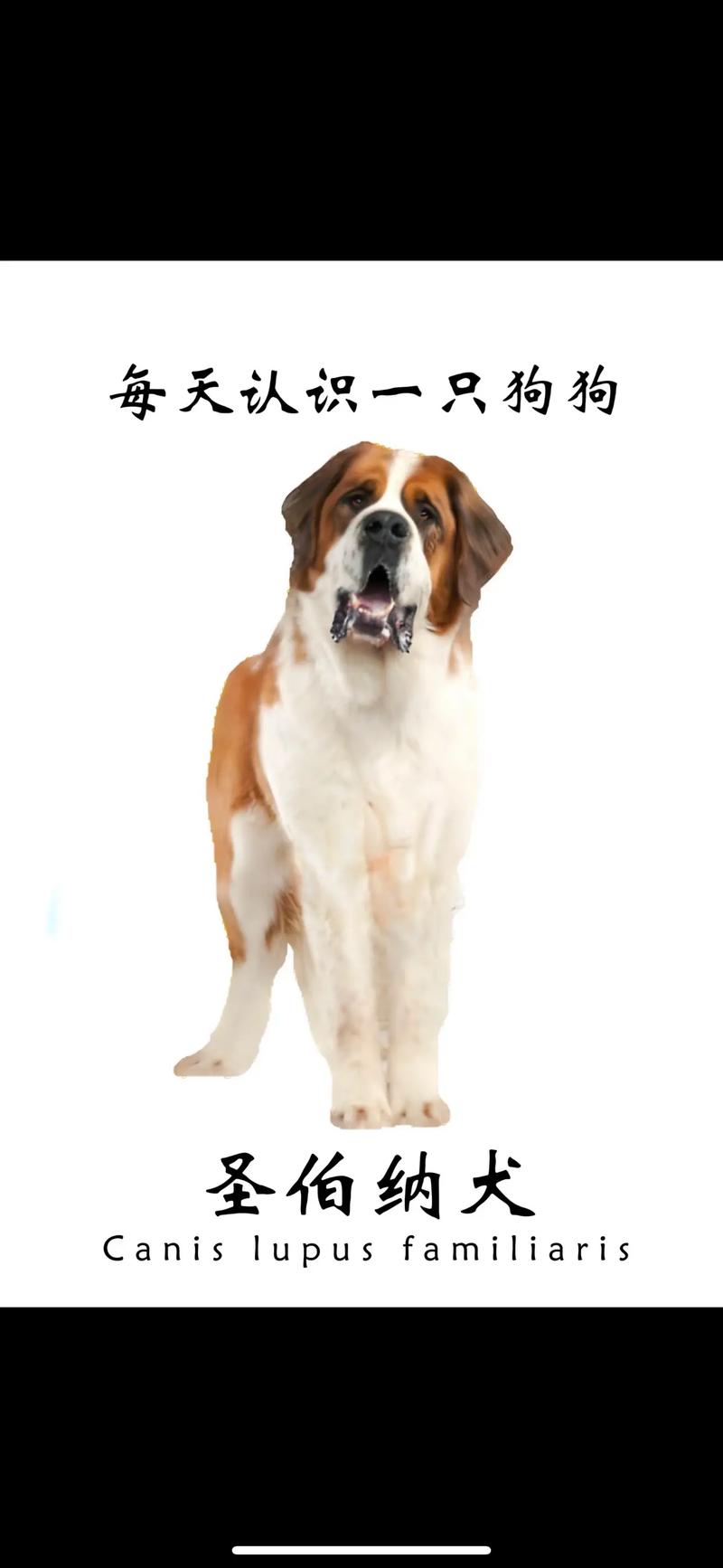 哪种狗狗最温顺,哪种狗狗最温顺最聪明好养小型犬?-第4张图片-后鲨宠物 哪种狗狗最温顺,哪种狗狗最温顺最聪明好养小型犬?-第4张图片-后鲨宠物