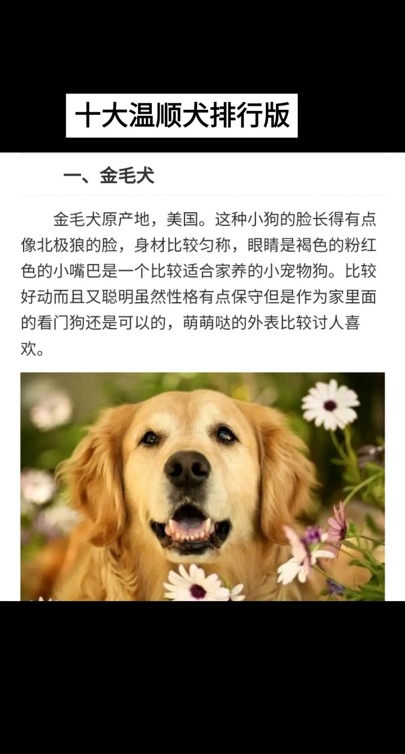 哪种狗狗最温顺,哪种狗狗最温顺最聪明好养小型犬?-第5张图片-后鲨宠物 哪种狗狗最温顺,哪种狗狗最温顺最聪明好养小型犬?-第5张图片-后鲨宠物