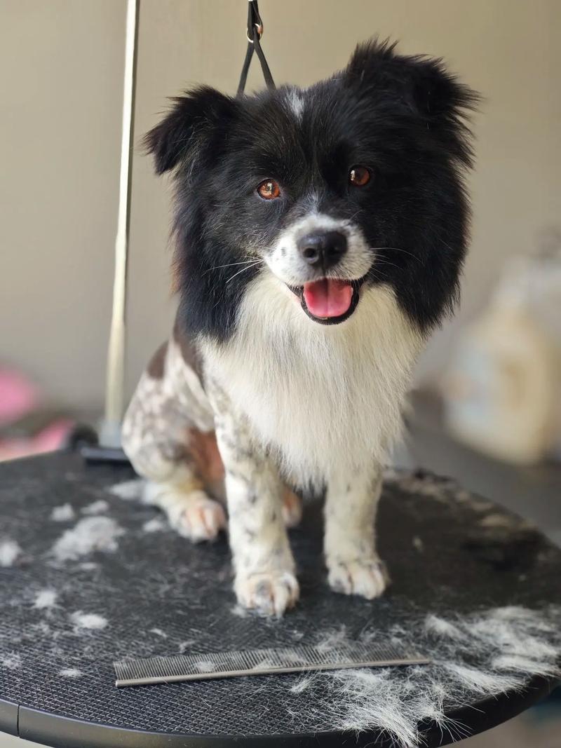 狗狗可以吃烧烤吗_小狗可不可以吃烧烤-第1张图片-后鲨宠物 狗狗可以吃烧烤吗_小狗可不可以吃烧烤-第1张图片-后鲨宠物