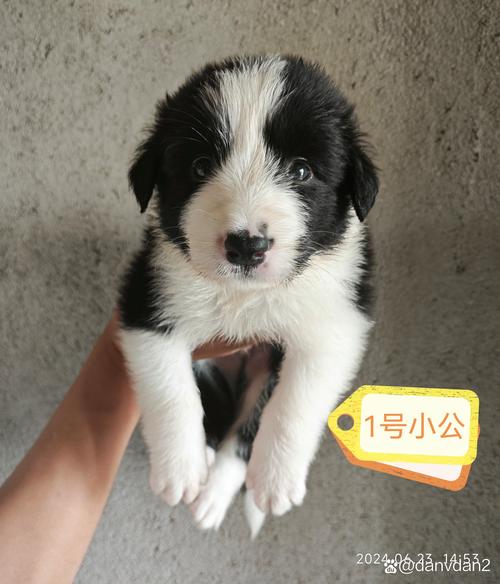 狗狗可以吃烧烤吗_小狗可不可以吃烧烤-第3张图片-后鲨宠物 狗狗可以吃烧烤吗_小狗可不可以吃烧烤-第3张图片-后鲨宠物