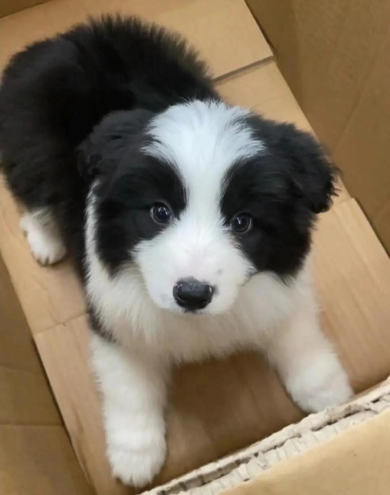 狗狗可以吃烧烤吗_小狗可不可以吃烧烤-第4张图片-后鲨宠物 狗狗可以吃烧烤吗_小狗可不可以吃烧烤-第4张图片-后鲨宠物