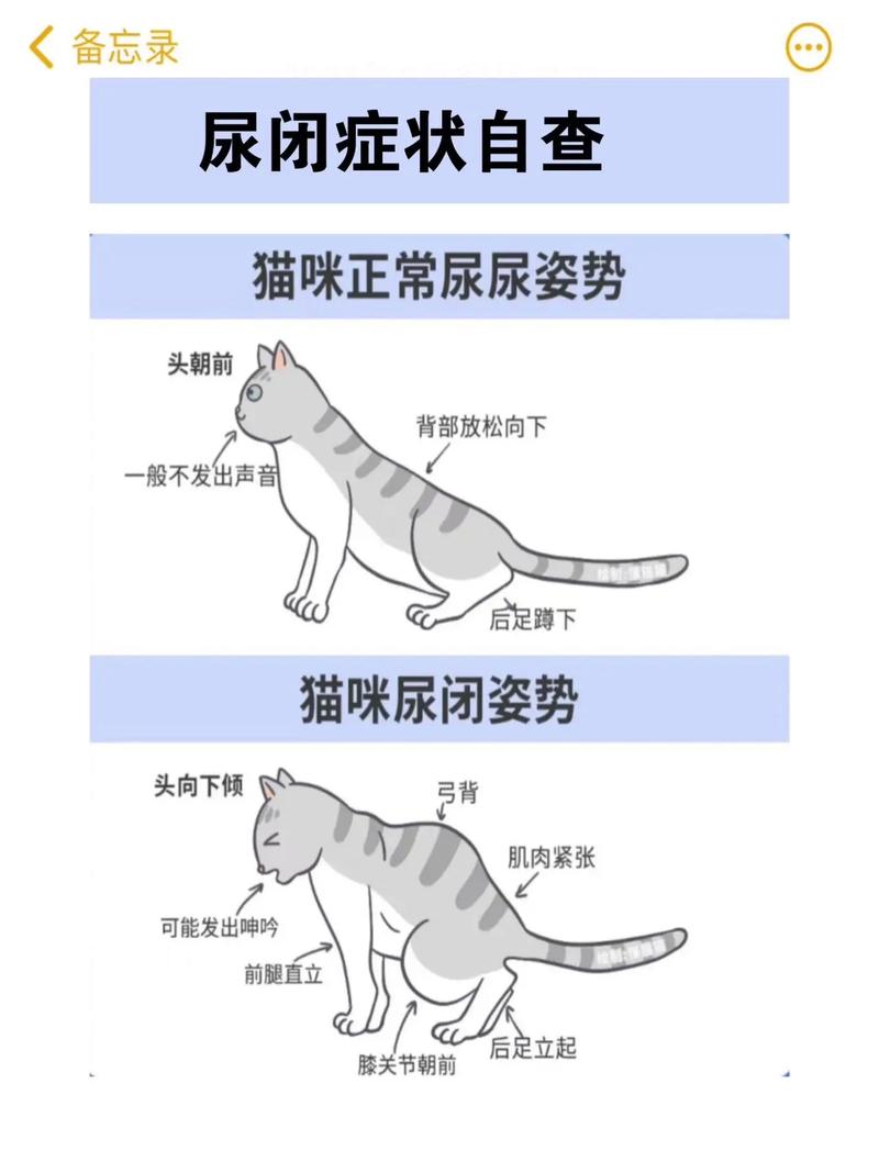 猫咪随地大小便怎么办_猫猫随地小便怎么办-第4张图片-后鲨宠物 猫咪随地大小便怎么办_猫猫随地小便怎么办-第4张图片-后鲨宠物