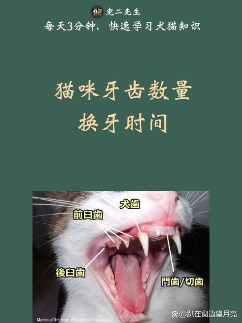 猫猫什么时候换牙,猫猫一般什么时候换牙-第1张图片-后鲨宠物 猫猫什么时候换牙,猫猫一般什么时候换牙-第1张图片-后鲨宠物