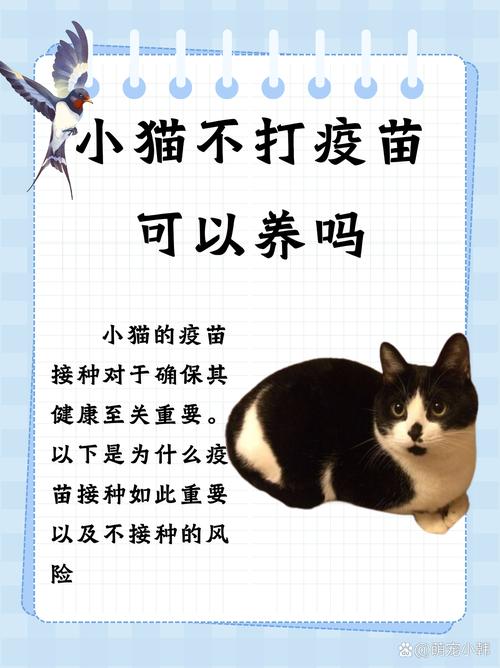 猫咪可以不打疫苗吗,没打过疫苗的猫能做绝育吗-第6张图片-后鲨宠物 猫咪可以不打疫苗吗,没打过疫苗的猫能做绝育吗-第6张图片-后鲨宠物