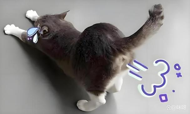 猫咪老放屁是怎么回事_猫咪总放屁是什么原因-第3张图片-后鲨宠物 猫咪老放屁是怎么回事_猫咪总放屁是什么原因-第3张图片-后鲨宠物