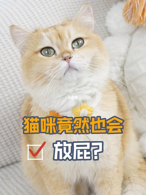 猫咪老放屁是怎么回事_猫咪总放屁是什么原因-第5张图片-后鲨宠物 猫咪老放屁是怎么回事_猫咪总放屁是什么原因-第5张图片-后鲨宠物