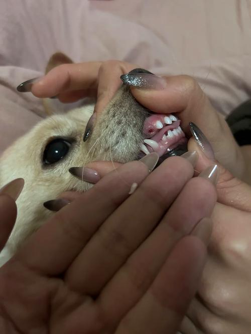 狗狗的牙齿掉了怎么办_狗狗的牙齿掉了怎么处理-第1张图片-后鲨宠物 狗狗的牙齿掉了怎么办_狗狗的牙齿掉了怎么处理-第1张图片-后鲨宠物