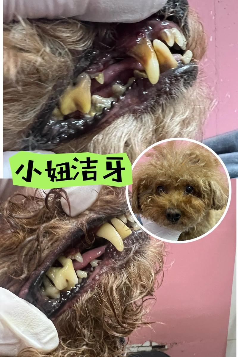 狗狗的牙齿掉了怎么办_狗狗的牙齿掉了怎么处理-第2张图片-后鲨宠物 狗狗的牙齿掉了怎么办_狗狗的牙齿掉了怎么处理-第2张图片-后鲨宠物