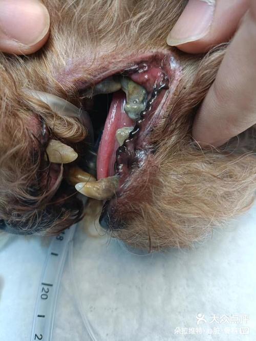 狗狗的牙齿掉了怎么办_狗狗的牙齿掉了怎么处理-第5张图片-后鲨宠物 狗狗的牙齿掉了怎么办_狗狗的牙齿掉了怎么处理-第5张图片-后鲨宠物