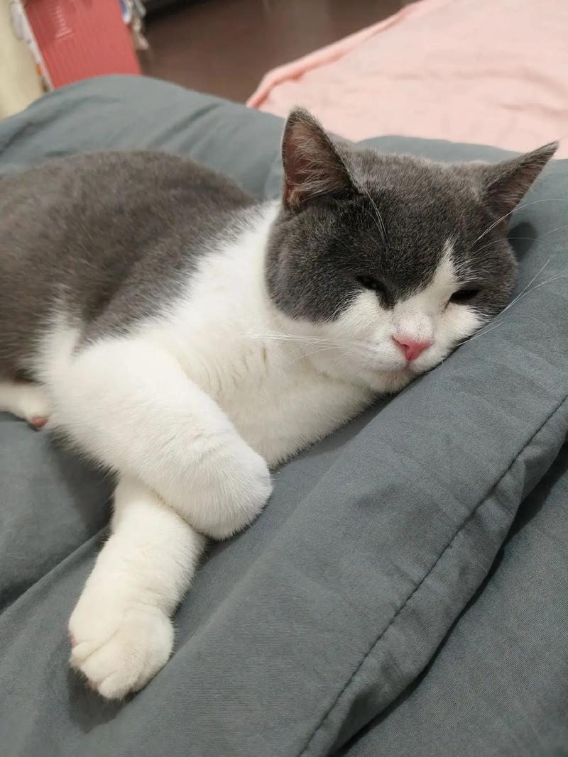 猫咪睡觉呼吸急促_猫咪睡觉呼吸急促还有声音-第1张图片-后鲨宠物 猫咪睡觉呼吸急促_猫咪睡觉呼吸急促还有声音-第1张图片-后鲨宠物