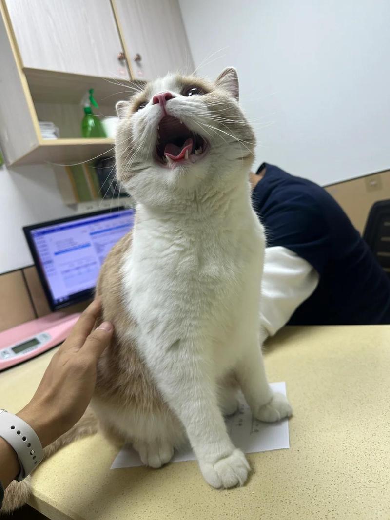 猫咪睡觉呼吸急促_猫咪睡觉呼吸急促还有声音-第6张图片-后鲨宠物 猫咪睡觉呼吸急促_猫咪睡觉呼吸急促还有声音-第6张图片-后鲨宠物