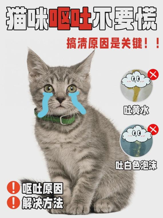  猫咪呕吐后可以喝水吗，猫咪呕吐后可以喝奶吗-第4张图片-后鲨宠物