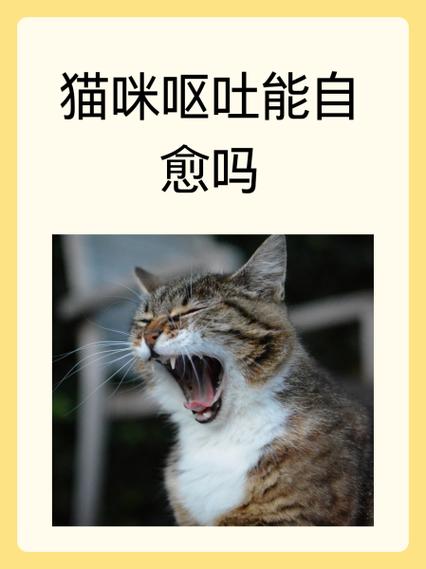  猫咪呕吐后可以喝水吗，猫咪呕吐后可以喝奶吗-第6张图片-后鲨宠物