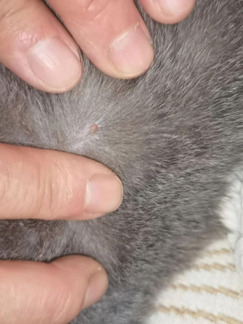 猫咪皮肤上有小疙瘩,猫咪皮肤上有小疙瘩不痛不痒?-第6张图片-后鲨宠物 猫咪皮肤上有小疙瘩,猫咪皮肤上有小疙瘩不痛不痒?-第6张图片-后鲨宠物