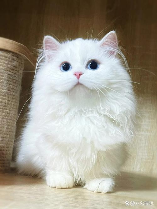 白色的猫咪是什么品种,灰色白色的猫咪是什么品种-第1张图片-后鲨宠物 白色的猫咪是什么品种,灰色白色的猫咪是什么品种-第1张图片-后鲨宠物
