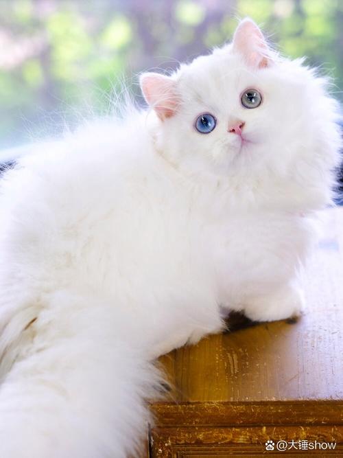 白色的猫咪是什么品种,灰色白色的猫咪是什么品种-第4张图片-后鲨宠物 白色的猫咪是什么品种,灰色白色的猫咪是什么品种-第4张图片-后鲨宠物