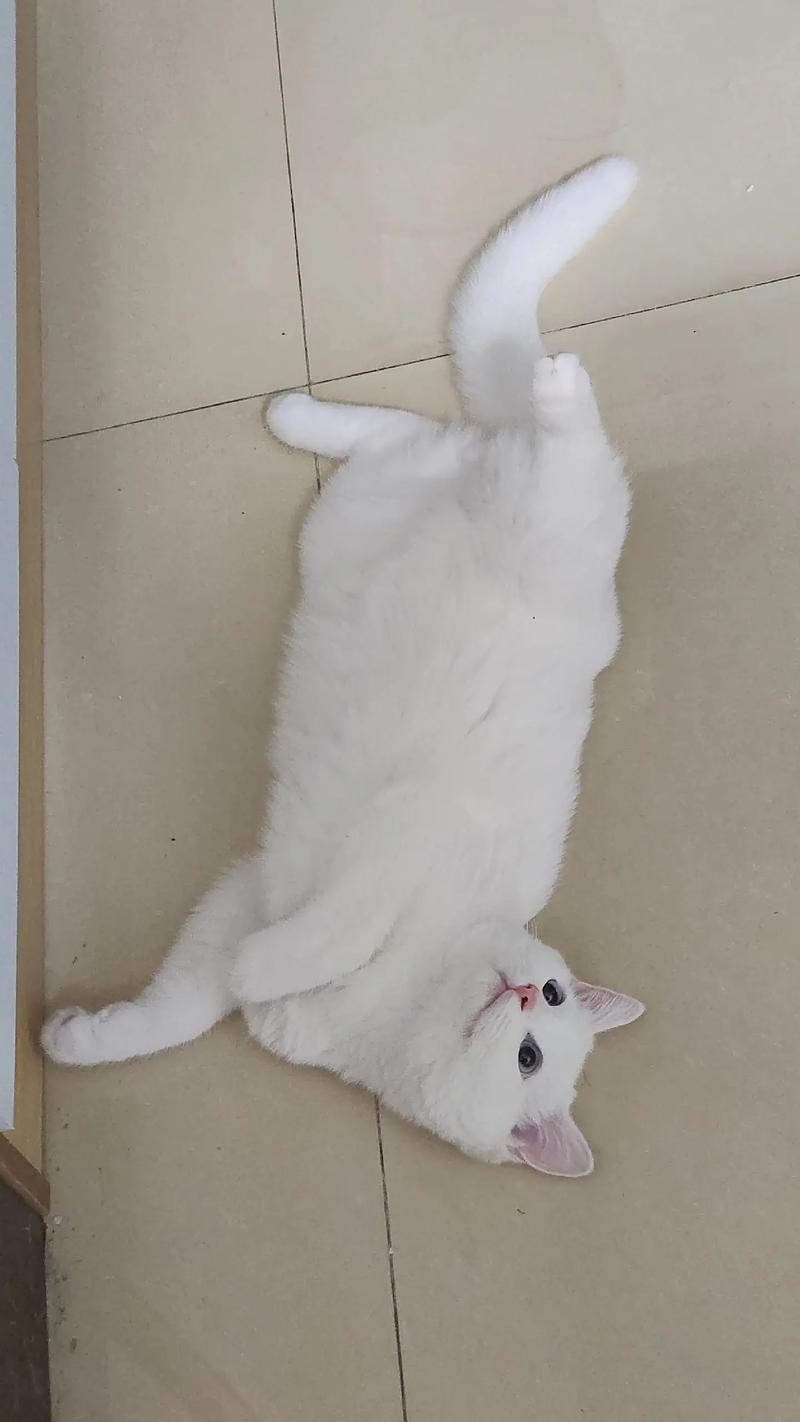 白色的猫咪是什么品种,灰色白色的猫咪是什么品种-第5张图片-后鲨宠物 白色的猫咪是什么品种,灰色白色的猫咪是什么品种-第5张图片-后鲨宠物