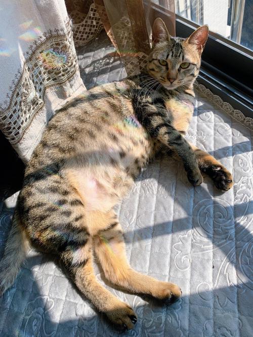 猫咪肚子硬硬的_猫咪肚子硬硬的正常吗-第1张图片-后鲨宠物 猫咪肚子硬硬的_猫咪肚子硬硬的正常吗-第1张图片-后鲨宠物