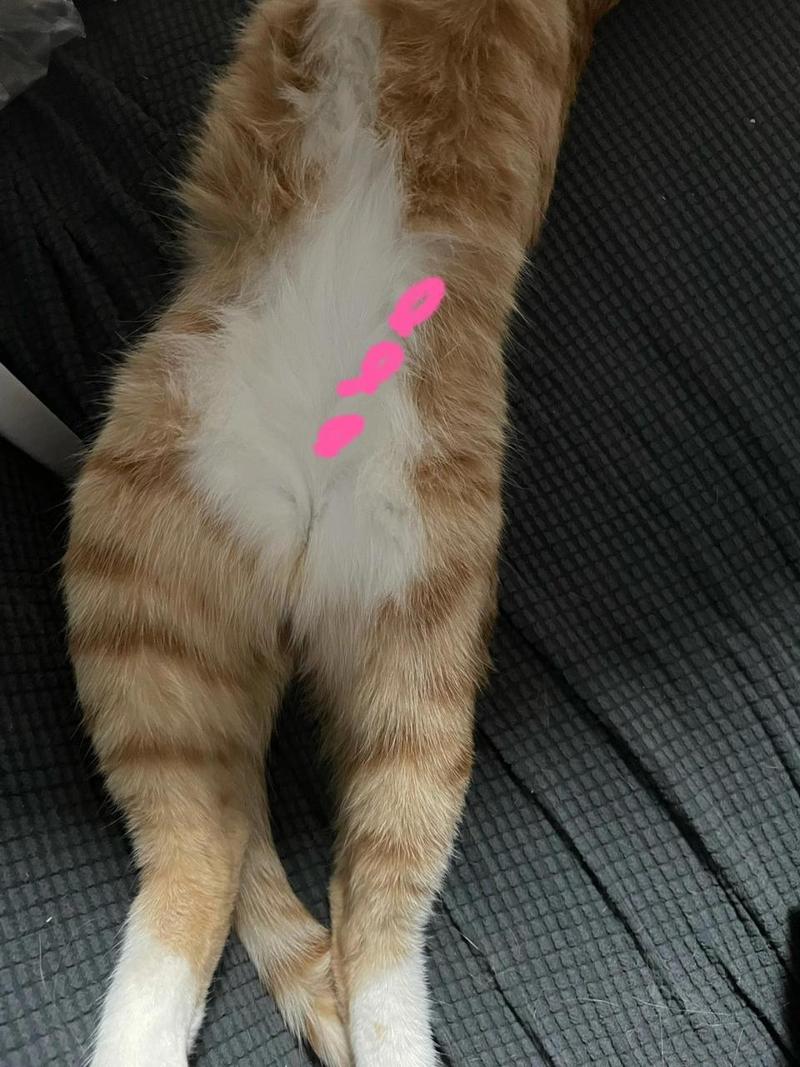 猫咪肚子硬硬的_猫咪肚子硬硬的正常吗-第2张图片-后鲨宠物 猫咪肚子硬硬的_猫咪肚子硬硬的正常吗-第2张图片-后鲨宠物