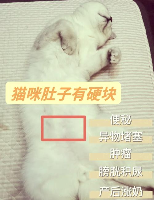 猫咪肚子硬硬的_猫咪肚子硬硬的正常吗-第3张图片-后鲨宠物 猫咪肚子硬硬的_猫咪肚子硬硬的正常吗-第3张图片-后鲨宠物