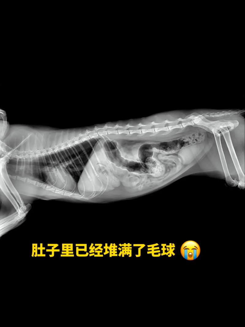 猫咪肚子硬硬的_猫咪肚子硬硬的正常吗-第4张图片-后鲨宠物 猫咪肚子硬硬的_猫咪肚子硬硬的正常吗-第4张图片-后鲨宠物