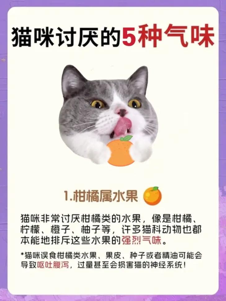 猫咪讨厌什么味道,猫咪讨厌什么味道的喷雾-第3张图片-后鲨宠物 猫咪讨厌什么味道,猫咪讨厌什么味道的喷雾-第3张图片-后鲨宠物