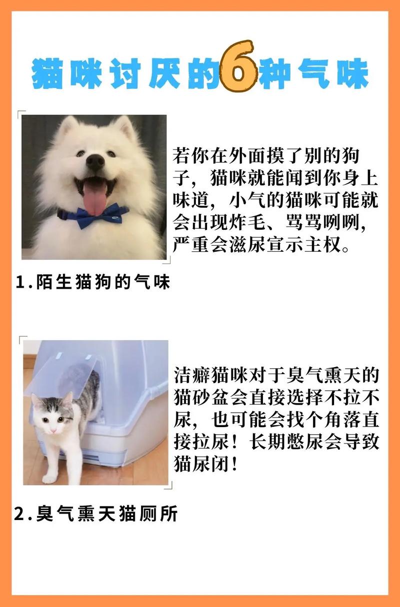 猫咪讨厌什么味道,猫咪讨厌什么味道的喷雾-第4张图片-后鲨宠物 猫咪讨厌什么味道,猫咪讨厌什么味道的喷雾-第4张图片-后鲨宠物