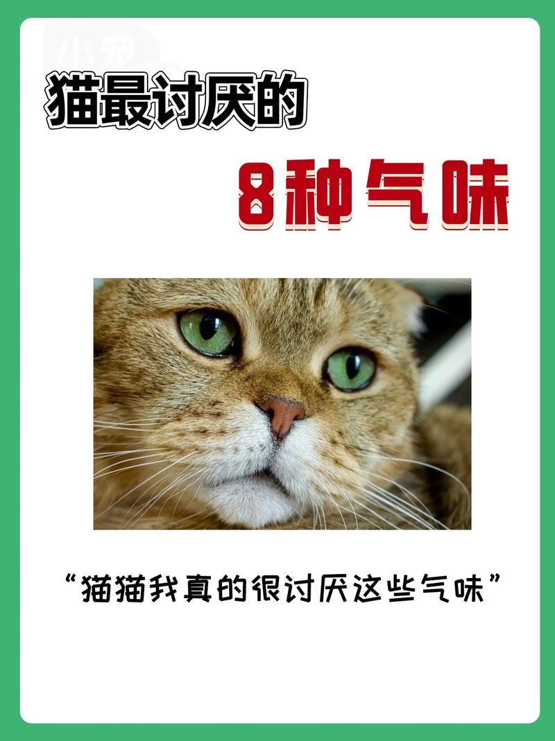 猫咪讨厌什么味道,猫咪讨厌什么味道的喷雾-第5张图片-后鲨宠物 猫咪讨厌什么味道,猫咪讨厌什么味道的喷雾-第5张图片-后鲨宠物