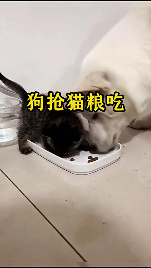狗狗吃猫粮会怎么样_狗吃猫粮会有什么影响吗-第4张图片-后鲨宠物 狗狗吃猫粮会怎么样_狗吃猫粮会有什么影响吗-第4张图片-后鲨宠物