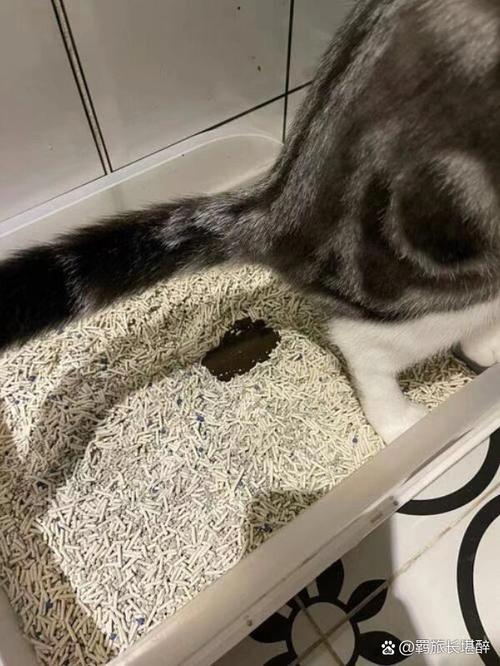 猫咪拉稀了但是精神挺好的,猫儿拉稀但是精神很好-第2张图片-后鲨宠物 猫咪拉稀了但是精神挺好的,猫儿拉稀但是精神很好-第2张图片-后鲨宠物