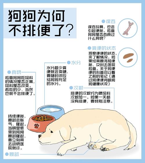 狗狗不大便是怎么回事,狗狗不拉大便怎么回事?-第4张图片-后鲨宠物 狗狗不大便是怎么回事,狗狗不拉大便怎么回事?-第4张图片-后鲨宠物