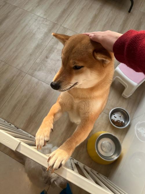 狗狗几个月是尴尬期_小狗几个月开始猛长-第1张图片-后鲨宠物 狗狗几个月是尴尬期_小狗几个月开始猛长-第1张图片-后鲨宠物