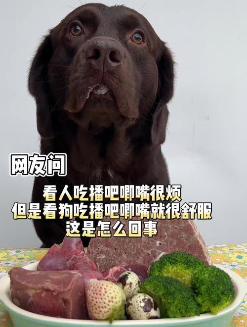 狗狗几个月是尴尬期_小狗几个月开始猛长-第2张图片-后鲨宠物 狗狗几个月是尴尬期_小狗几个月开始猛长-第2张图片-后鲨宠物