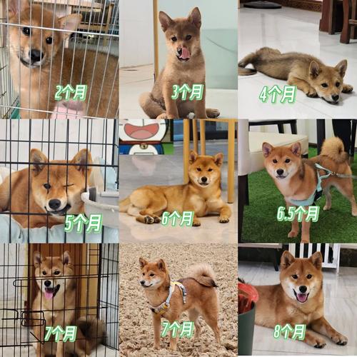 狗狗几个月是尴尬期_小狗几个月开始猛长-第6张图片-后鲨宠物 狗狗几个月是尴尬期_小狗几个月开始猛长-第6张图片-后鲨宠物