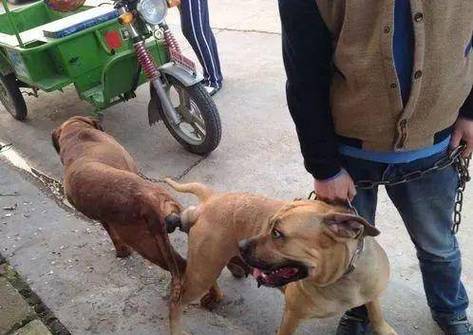 狗狗配种怎么配_狗狗配种配上多久能停止发情-第1张图片-后鲨宠物 狗狗配种怎么配_狗狗配种配上多久能停止发情-第1张图片-后鲨宠物