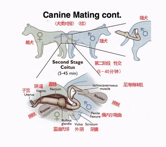 狗狗配种怎么配_狗狗配种配上多久能停止发情-第5张图片-后鲨宠物 狗狗配种怎么配_狗狗配种配上多久能停止发情-第5张图片-后鲨宠物