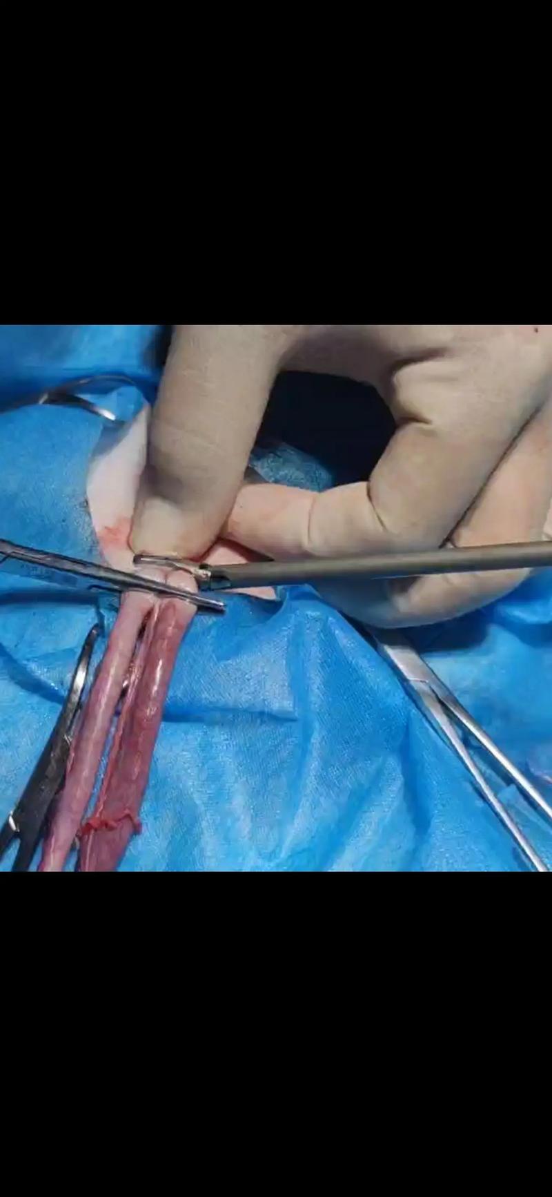 猫咪要不要绝育,给猫做绝育-第1张图片-后鲨宠物 猫咪要不要绝育,给猫做绝育-第1张图片-后鲨宠物