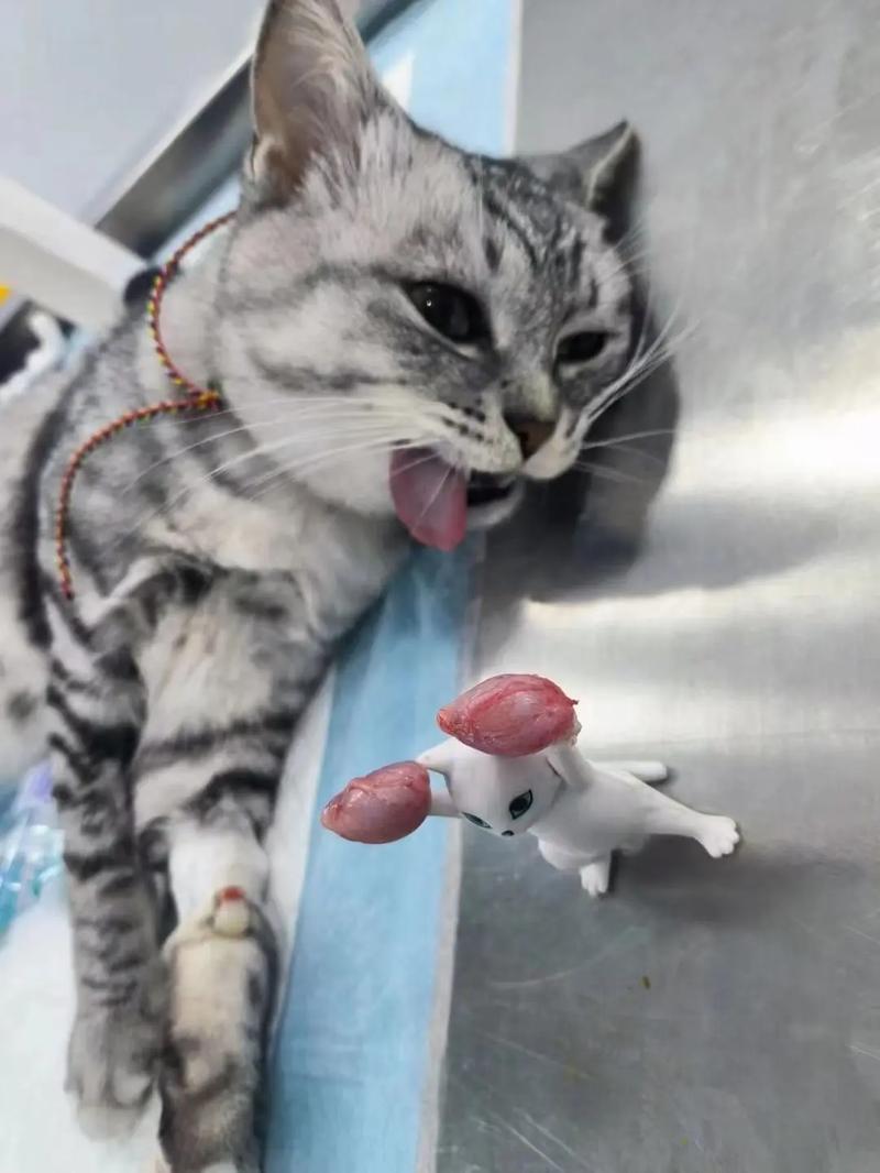 猫咪要不要绝育,给猫做绝育-第4张图片-后鲨宠物 猫咪要不要绝育,给猫做绝育-第4张图片-后鲨宠物