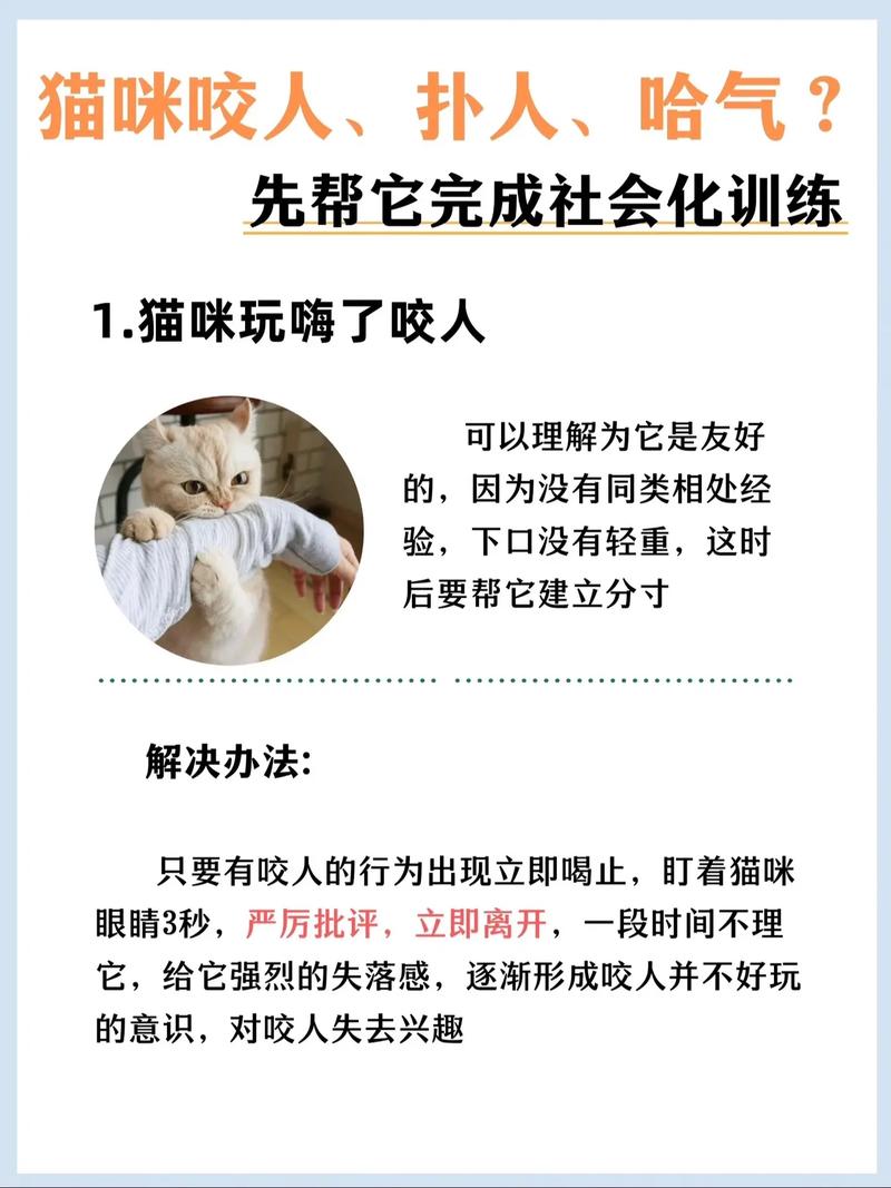 如何训练猫咪不咬人,如何训练猫咪不咬人或攻击人?-第1张图片-后鲨宠物 如何训练猫咪不咬人,如何训练猫咪不咬人或攻击人?-第1张图片-后鲨宠物