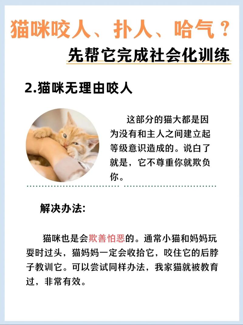 如何训练猫咪不咬人,如何训练猫咪不咬人或攻击人?-第3张图片-后鲨宠物 如何训练猫咪不咬人,如何训练猫咪不咬人或攻击人?-第3张图片-后鲨宠物