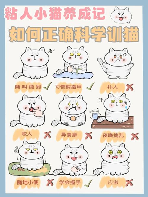 如何训练猫咪不咬人,如何训练猫咪不咬人或攻击人?-第6张图片-后鲨宠物 如何训练猫咪不咬人,如何训练猫咪不咬人或攻击人?-第6张图片-后鲨宠物