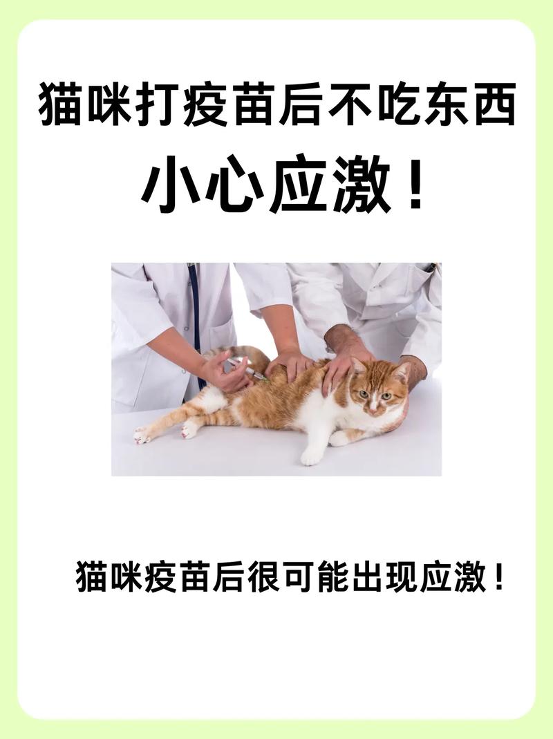 猫咪打完疫苗不良反应_猫猫打完疫苗不良反应-第6张图片-后鲨宠物 猫咪打完疫苗不良反应_猫猫打完疫苗不良反应-第6张图片-后鲨宠物